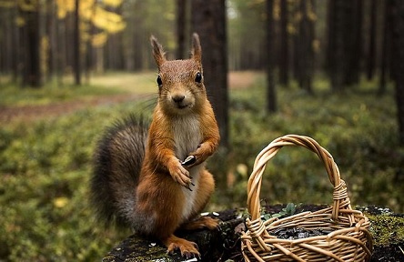 Свежие новости: Какой сегодня праздник. 28 ноября начинается Рождественский пост, а в США отмечают День благодарения