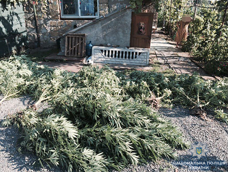 Свежие новости: На Николаевщине задержали мужчину, выращивавшего «деревья» конопли