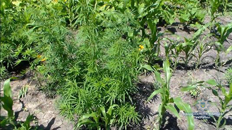 Свежие новости: Во Врадиевке полицейские разоблачили мужчину, который выращивал наркозелье, маскируя его между кукурузой