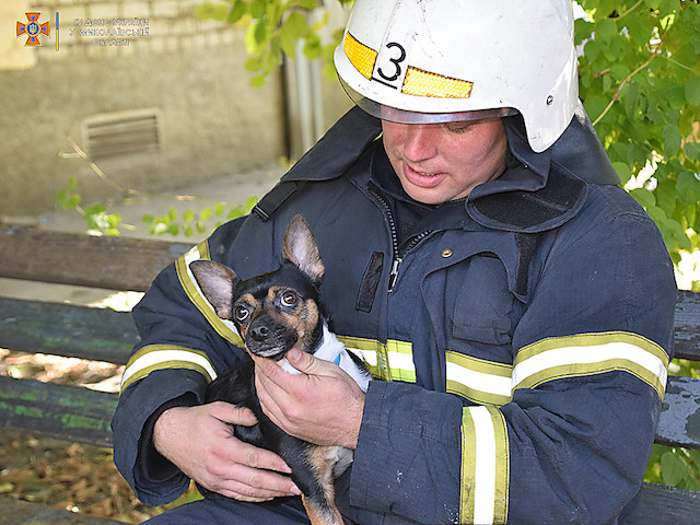 Свежие новости: В Николаеве сотрудники ГСЧС потушили пожар в многоэтажке и спасли собаку