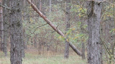 Свежие новости: Жителям запретили находиться в лесах Николаевской области