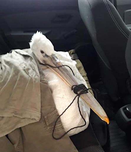 Свежие новости: На Тилигульском лимане спасли раненого пеликана