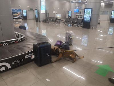 Свежие новости: В одесском аэропорту задержали женщину с наркотиками в чемодане