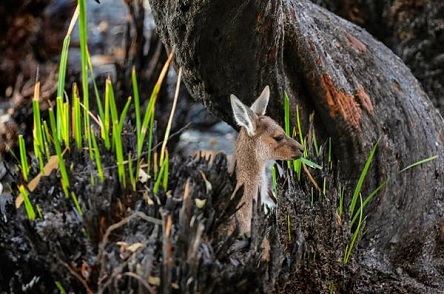 Свежие новости: Появились фото природы Австралии, оживающей после пожара