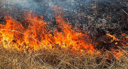 Свежие новости: На Миколаївщині протягом доби вогнеборці загасили 12 пожеж в екосистемах