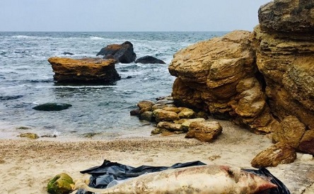 Свежие новости: На пляжи Одессы вынесло мертвых дельфинов