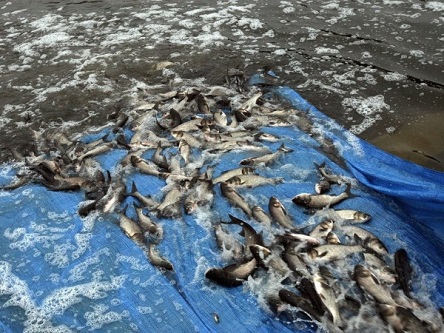 Свежие новости: Николаевская область стала одним из лидеров по зарыблению водоемов в 2018 году