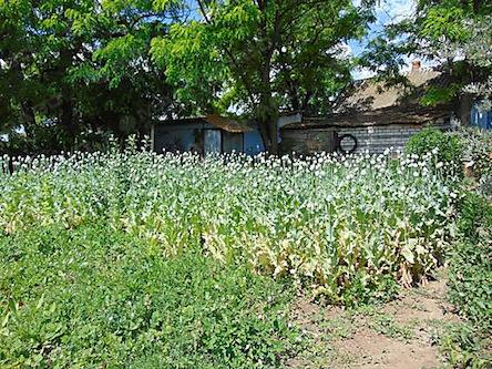 Свежие новости: В Очакове женщина вырастила 900 кустов мака, чтобы плести венки