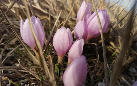 Свежие новости: В Херсонской области цветут подснежники и крокусы