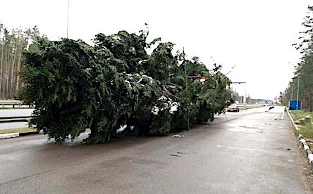 Свежие новости: Главную елку страны не пустили в Киев: стали известны подробности