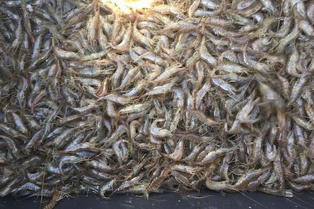 Свежие новости: На Николаевщине двух экс-чиновников подозревают в незаконном вылове креветок