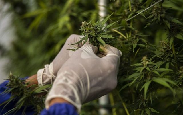 Свежие новости: В Україні хочуть підвищити податок на вирощування коноплі