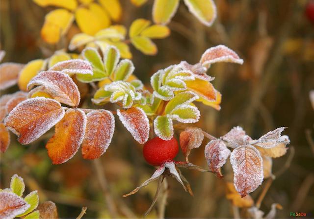 Свежие новости: В Укргидрометцентре предупредили о первых заморозках в первую неделю сентября