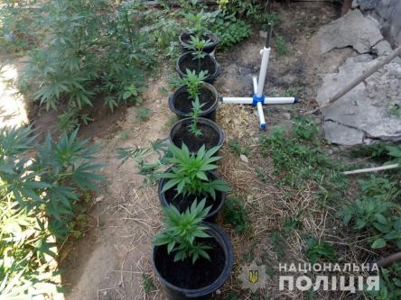 Свежие новости: В Вознесенске полиция изъяла более 200 кустов конопли элитных сортов и каннабис