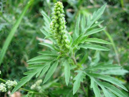 Фото новости: Боротьба з амброзією полинолистою Свежие новости: Боротьба з амброзією полинолистою