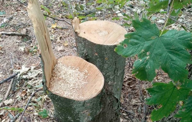 Свежие новости: Директор Баштанского лесхоза об уничтожении лесополос: «Люди поставили это на промышленную основу»