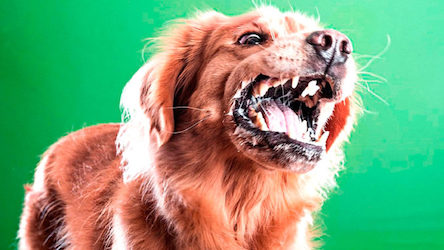 Свежие новости: В Николаевской области за месяц выявили три случая бешенства у животных