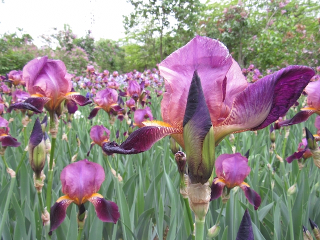 Свежие новости: В Николаевском зоопарке расцвели экзотические растения