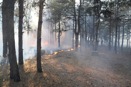 Свежие новости: Николаевщина в огне: Загорелся Балабановский лес - пожар тушат почти 50 человек