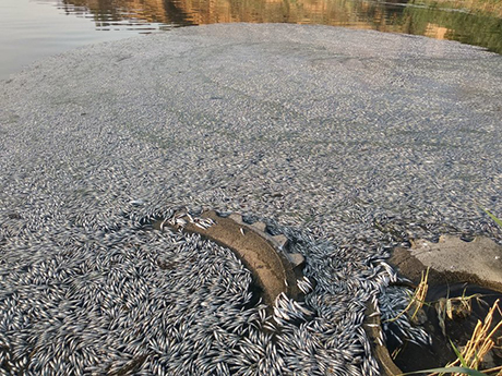 Свежие новости: Рыбаки показали последствия массового мора рыбы на Николаевщине