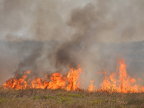 Свежие новости: В Николаеве горит территория на старом водохранилище