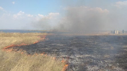 Свежие новости: На Миколаївщині вигоріло понад 23 га сухостою та пожнивних залишків