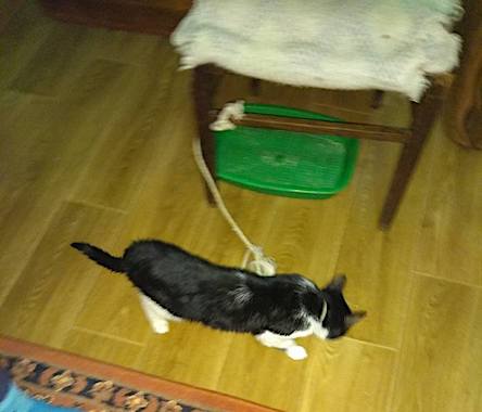 Свежие новости: В Николаеве нашли котенка, которого хозяйка держала на привязи и плохо кормила