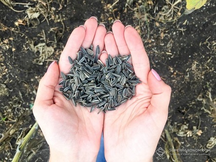 Свежие новости: Пшеница, кукуруза и подсолнечник подешевели в порту Николаева - обзор цен на с / х продукцию за 24 декабря