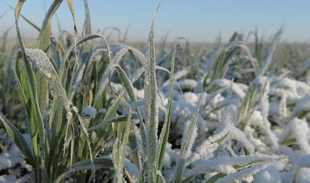 Фото новости: Длительное пребывание под снегом истощает озимые Свежие новости: Длительное пребывание под снегом истощает озимые