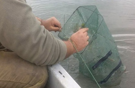 Свежие новости: Рибпатрульні Миколаївщини випустили раків, яких врятували від браконьєрів