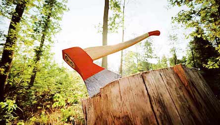 Фото новости: В Снигиревском районе двое браконьеров нарубили деревьев на 121 тыс грн Свежие новости: В Снигиревском районе двое браконьеров нарубили деревьев на 121 тыс грн