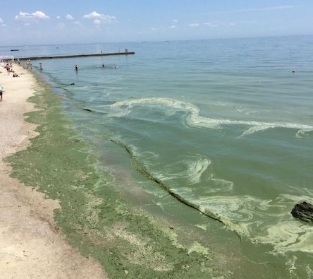 Свежие новости: В Очакове позеленело море — Минэкологии не рекомендует купаться