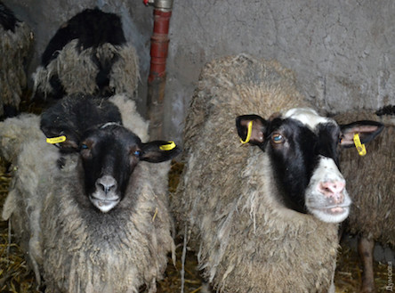 Свежие новости: Спасенные овцы продолжают умирать под Одессой