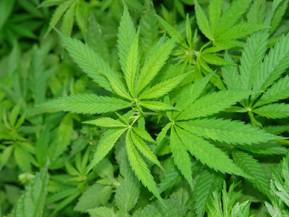 Свежие новости: В Вознесенске полицейские изъяли 82 куста конопли