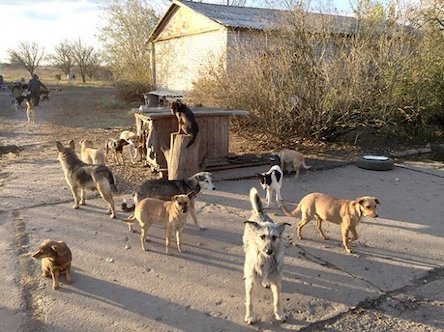 Свежие новости: Бродячие псы едва не разодрали беременную женщину с двумя меленькими детьми. Видео