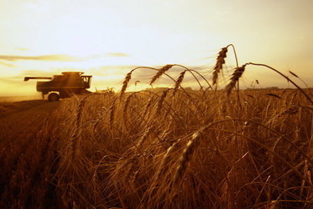 Свежие новости: Правоохранители разоблачили схему присвоения 20 млн грн средств государственных сельхозпредприятий