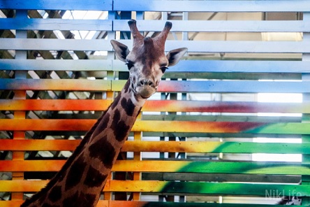 Свежие новости: Новоселы Николаевского зоопарка, жирафы Нуру и Логан впервые приняли гостей