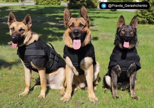 Свежие новости: США передали бронежилеты для украинских собак, несущих службу на границе