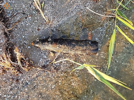 Свежие новости: На Николаевщине во время рыбалки мужчина нашел артиллерийский снаряд