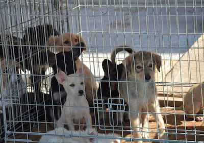 Свежие новости: На счету «Центра защиты животных» в Николаеве осталось ₴70 тысяч