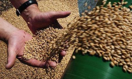 Свежие новости: На Єланеччині аграрії забезпечили одну з найвищих врожайностей зернових