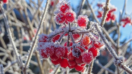 Свежие новости: В Украину надвигаются заморозки – будет холодно везде, кроме крайнего юга и Закарпатья