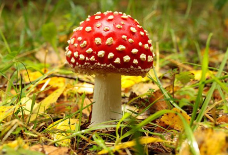 Свежие новости: За неделю в Украине зарегистрировано два случая отравления грибами