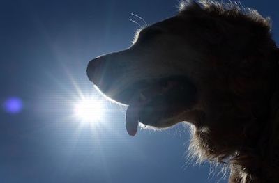 Свежие новости: В будке собаки остались следы крови: В Николаеве мужчина избивает свою собаку