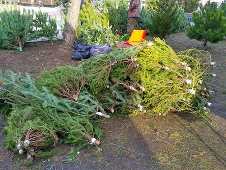 Свежие новости: ФОТО: Николаевские полицейские изъяли у торговцев 51 незаконную елку