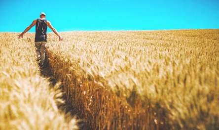 Свежие новости: Правительство выделит на поддержку аграриев почти 7 миллиардов