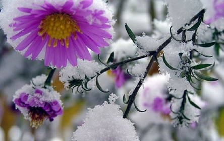 Свежие новости: Праздники 24 ноября - день моржа и друзей, именины Виктора и юбилей у Эмира Кустурицы