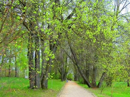 Свежие новости: В Николаеве хотят уничтожить деревья-аллергены