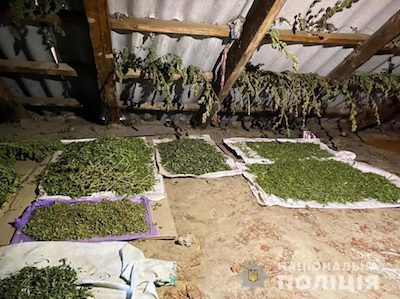 Свежие новости: В Вознесенске мужчина обустроил на чердаке сушилку для конопли