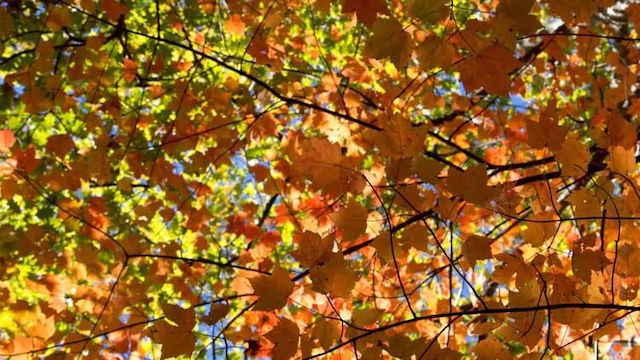 Фото новости: Во вторник Украина будет одной из самых теплых стран Европы - синоптик Свежие новости: Во вторник Украина будет одной из самых теплых стран Европы - синоптик